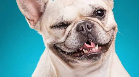 Your Dogs Want to say something with their facial expressions…